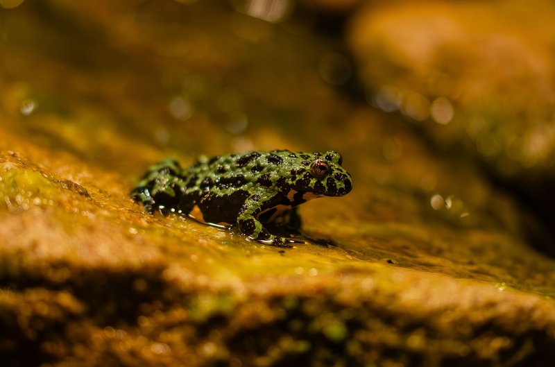 Close-up of a spotted green toad resting near a water surface, showcasing its vivid patterns.