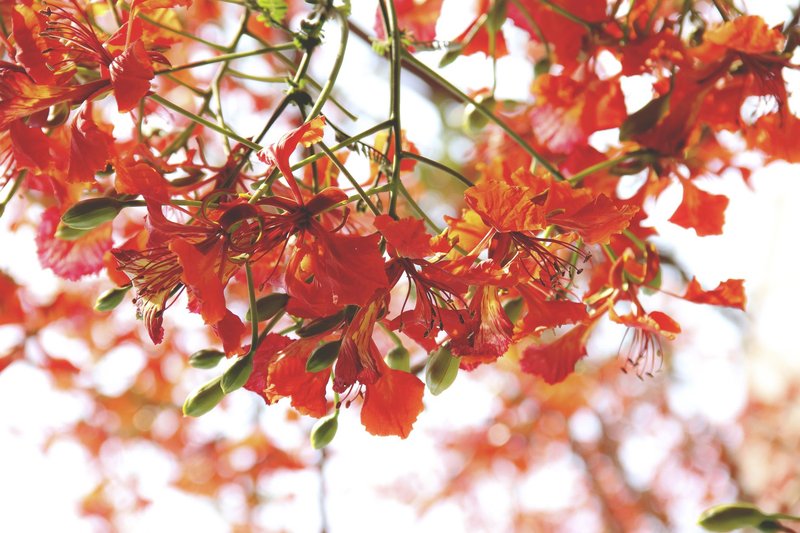 Close-up of vibrant orange Delonix regia flowers blooming brightly outdoors on a sunny day.