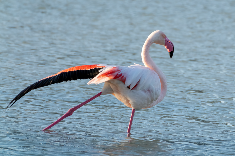 A majestic pink flamingo gracefully wades in Calpe, Spain waters.
