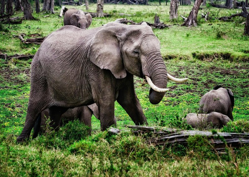 A herd of African elephants roaming the lush greenery of Kenya's national park.