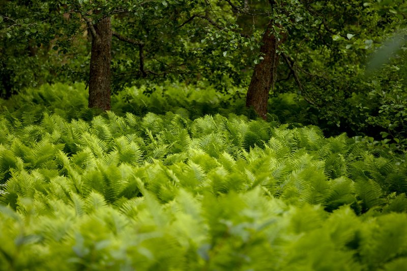 Vibrant green ferns cover the forest floor in a tranquil, natural setting under tall trees.