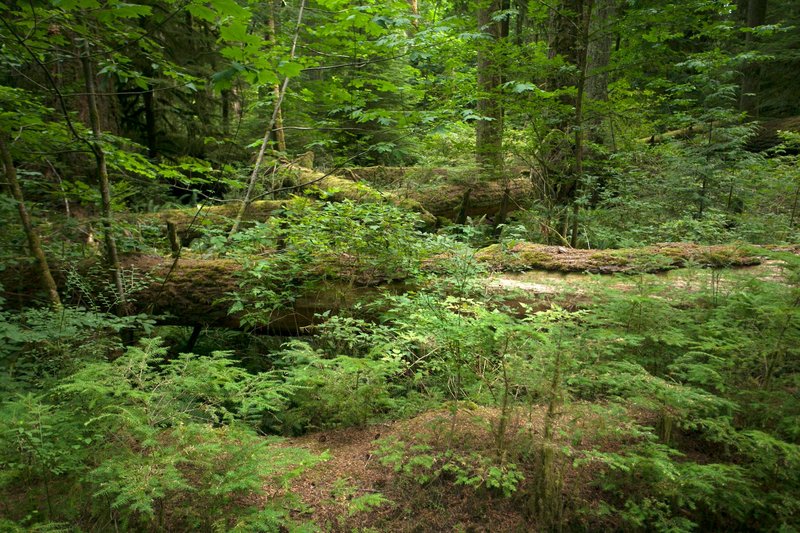 Serene forest scene with green foliage and fallen logs, showcasing tranquil nature.