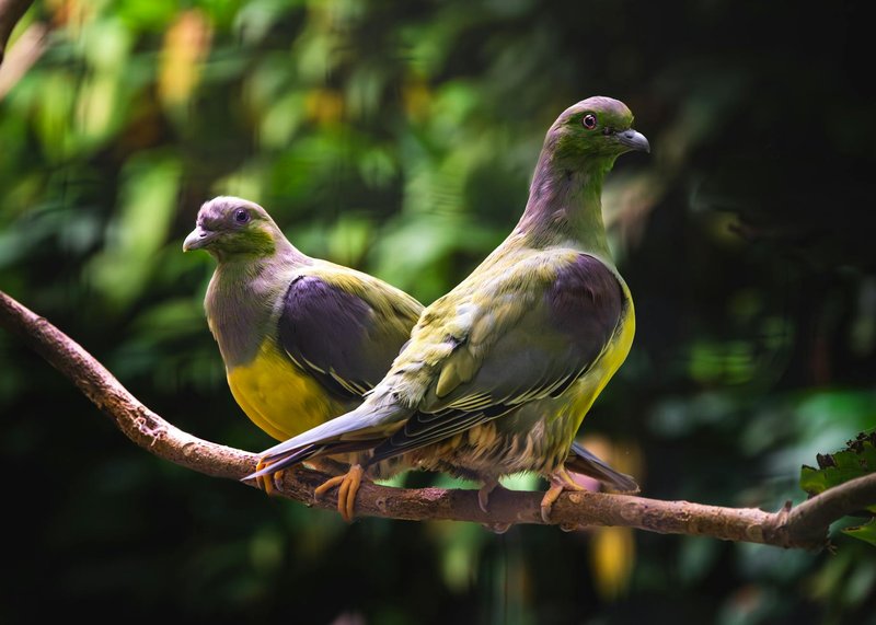 Two green pigeons perched gracefully on a tree branch in a lush forest setting.