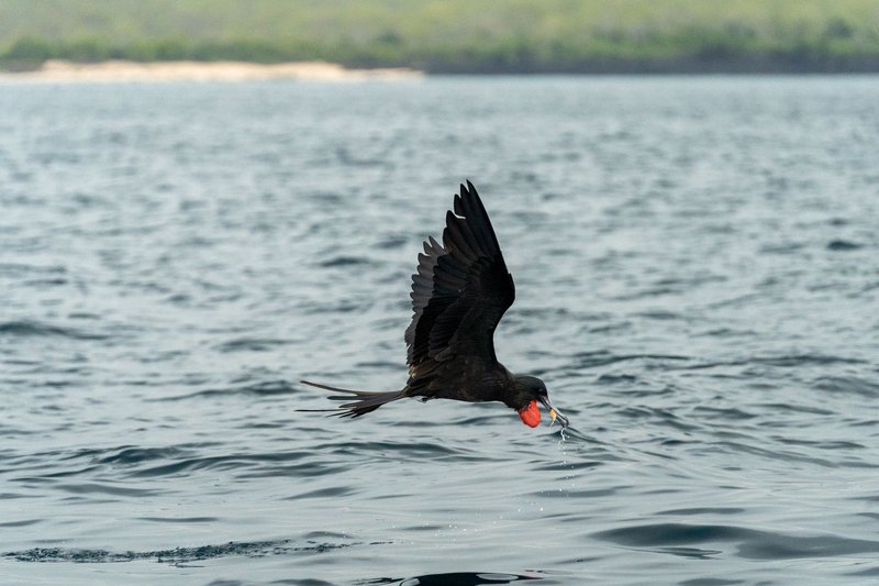 A magnificent frigatebird skillfully snatches a fish from the ocean's surface in this wildlife shot.