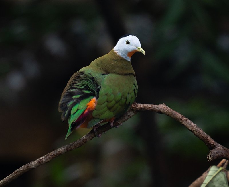 A vibrant black-naped fruit dove perched on a branch with green feathers and bright colors, showcasing nature's beauty.
