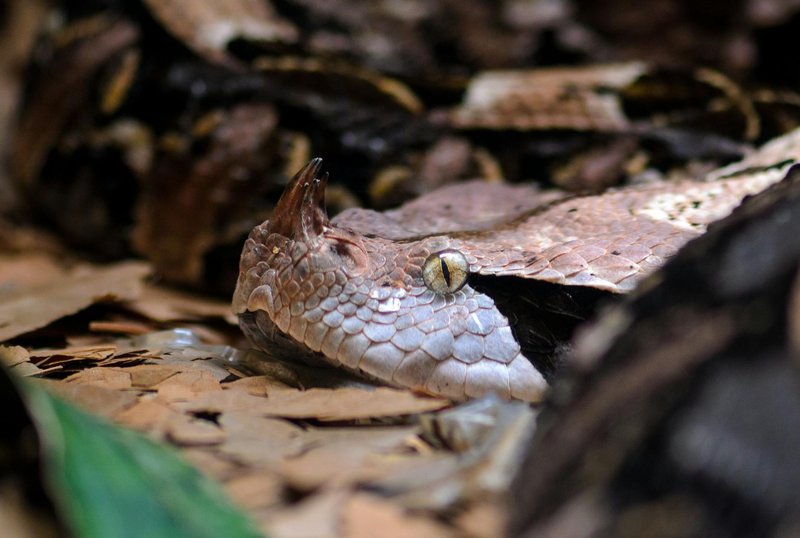 Detailed close-up of a Gaboon viper camouflaged on dry leaves.