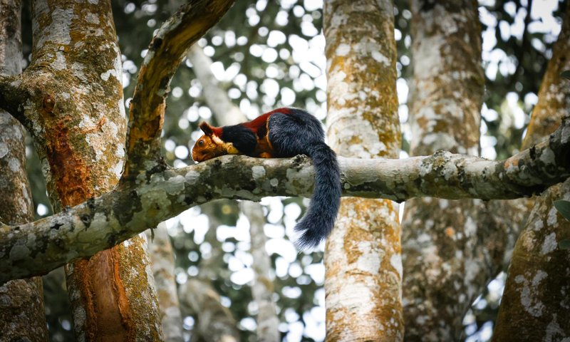 A vibrant Indian Giant Squirrel resting on a tree in the Nelliampathi forests, Kerala, India.