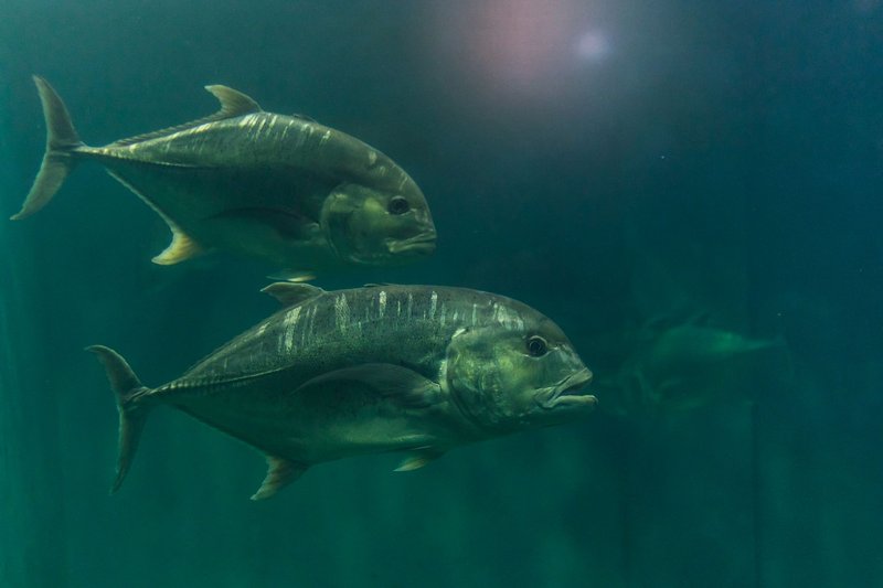 Through glass wall view of large marine fish with pointed fins and tails swimming in pure aqua in aquarium