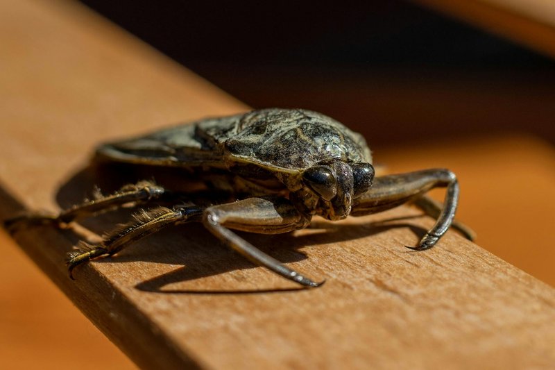 Detailed close-up of a giant water bug on wood surface, showcasing its anatomy and texture.