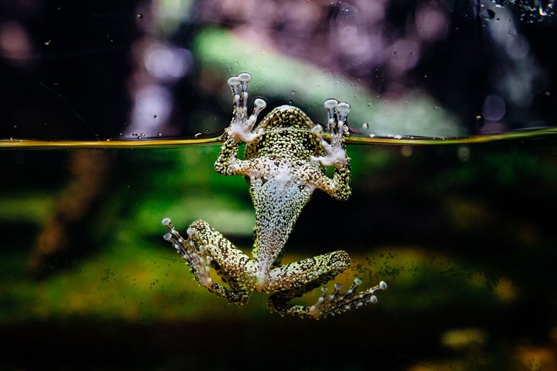 Vivid underwater photo of an exotic frog in an aquarium setting.