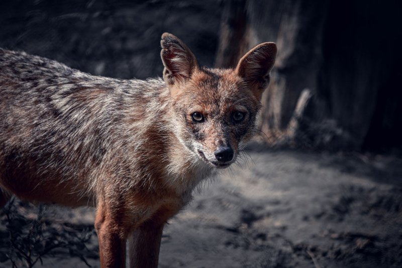 Detailed close-up of a jackal in its natural environment, showcasing its alert expression.