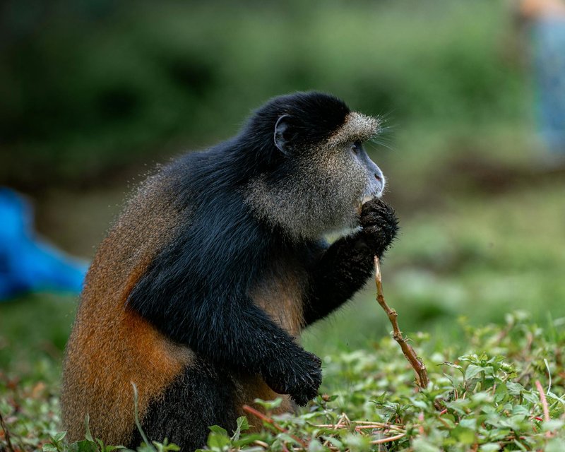 Close-up of a golden monkey eating a stick in its lush, green habitat.