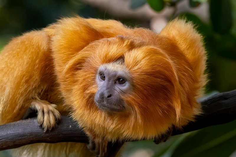 Close-up of a golden lion tamarin perched on a tree branch in the forest.