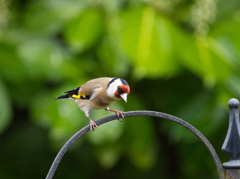 A vibrant European Goldfinch perched on a garden fence with lush green foliage behind.