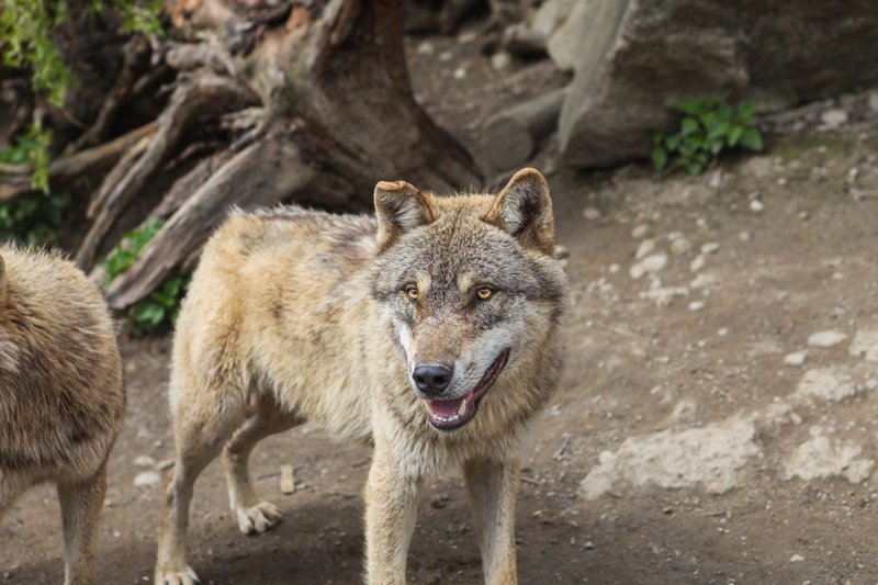 Gray wolf standing outdoors with a lively expression in its natural environment.