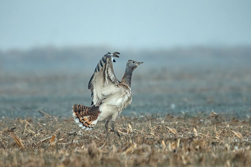 A majestic Great Bustard (Otis tarda) spreading its wings on a foggy meadow, showcasing its natural beauty.