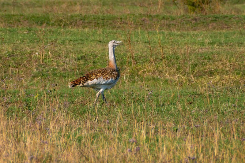 A majestic great bustard strolling in a grassy meadow, showcasing its natural beauty.