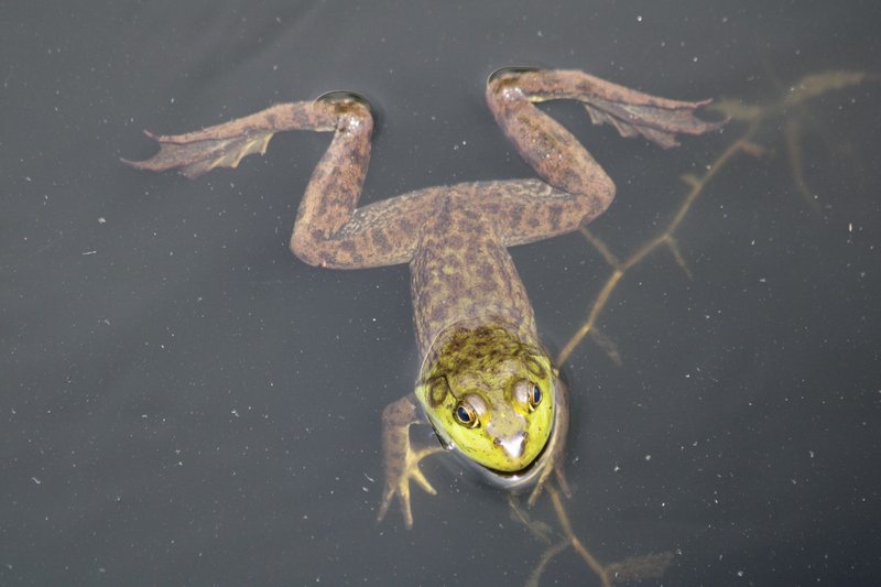 A close-up shot of a green frog swimming in natural water, showcasing its detailed features.