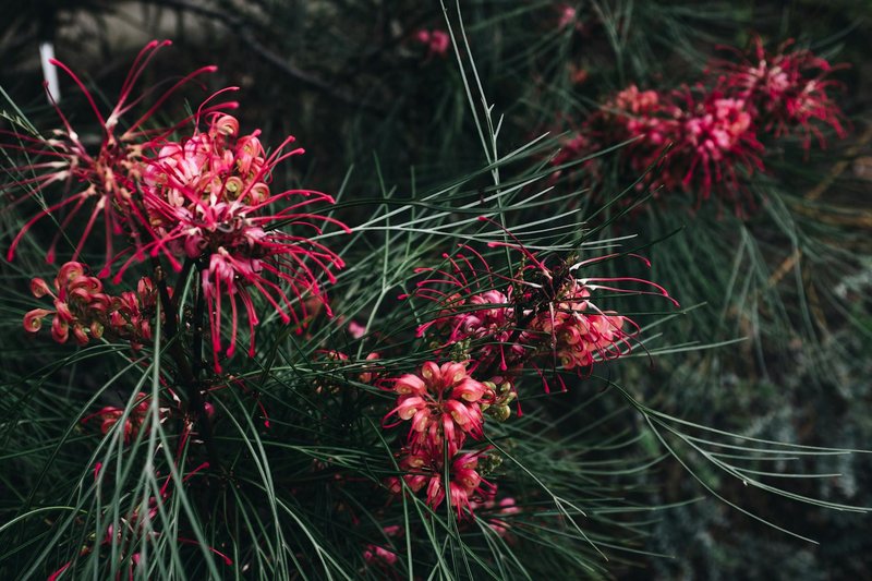 Close-up of vivid red Grevillea flowers surrounded by lush green pine needles outdoors.