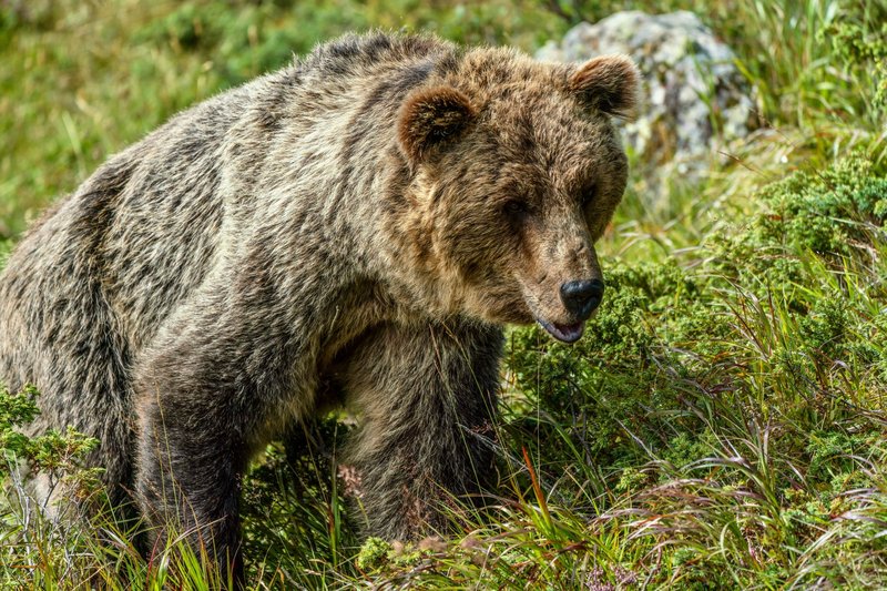 A detailed view of a grizzly bear roaming in the wilderness, surrounded by lush greenery.