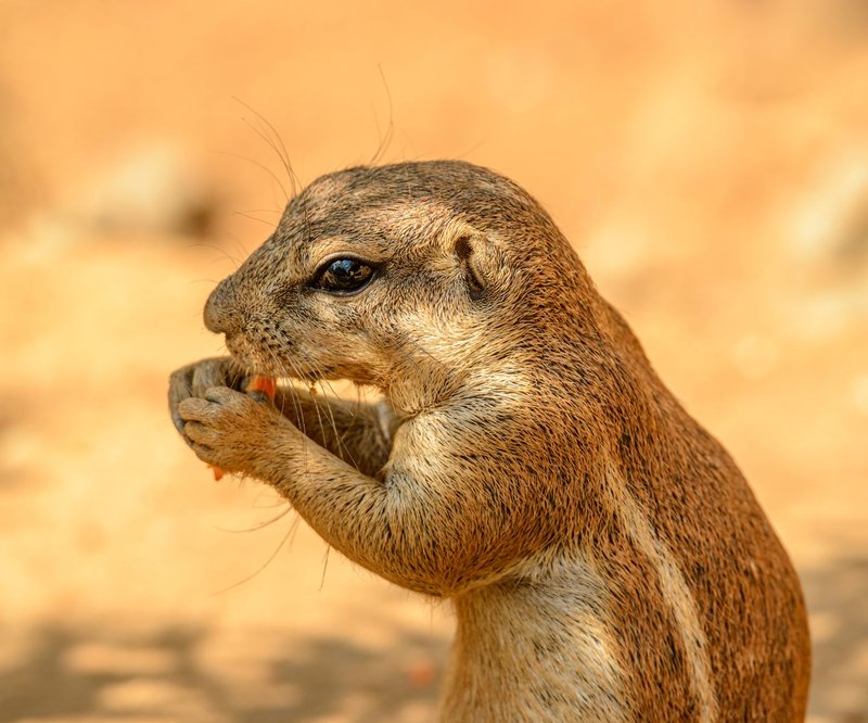 Detailed shot of a ground squirrel enjoying a snack in the wild