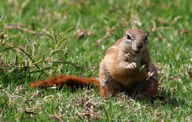 A Cape ground squirrel (Xerus inauris) eating in a grassy field, showcasing natural behavior in a wildlife setting.