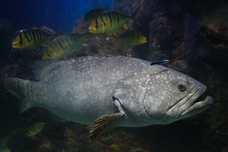 A huge grouper swimming in an aquarium surrounded by several small fish, displaying marine life interactions.