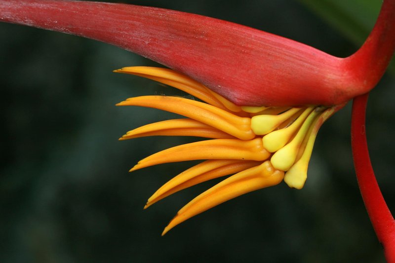 Detailed close-up of a colorful Heliconia flower with striking petals and vibrant hues.