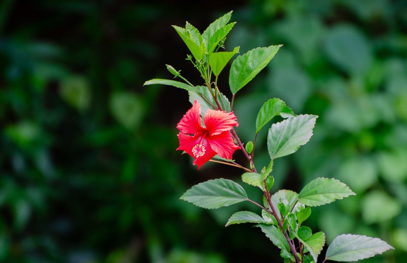 Close-up of a red hibiscus flower among vibrant green leaves, showcasing natural beauty.