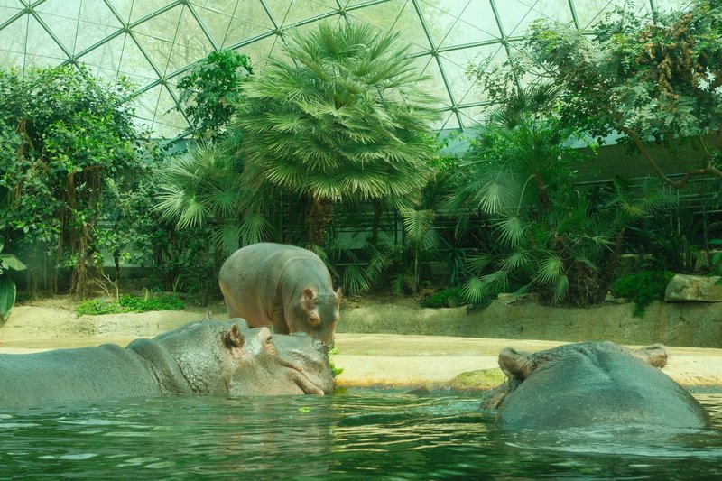 A group of hippopotamuses relaxing in their lush indoor habitat at Berlin Zoo.