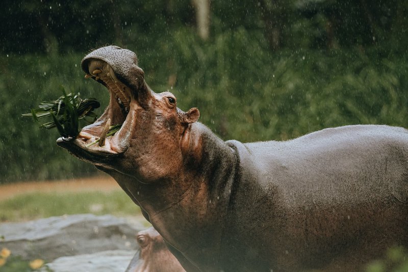 Hippopotamus with large mouth and grey skin eating grass in zoological garden in daylight