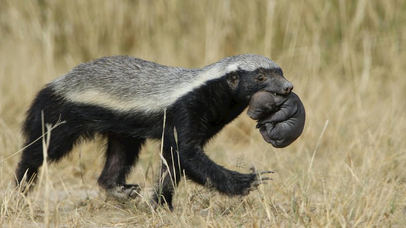 A honey badger carries its young across the grasslands of Kgalagadi Transfrontier Park.