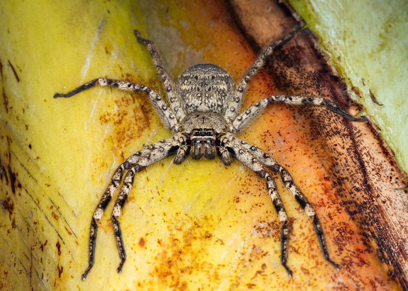 Close-up of a huntsman spider on a banana leaf in Nigeria. Sharp focus reveals intricate details.