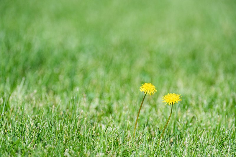 Two vibrant yellow dandelions blooming on a lush green lawn.