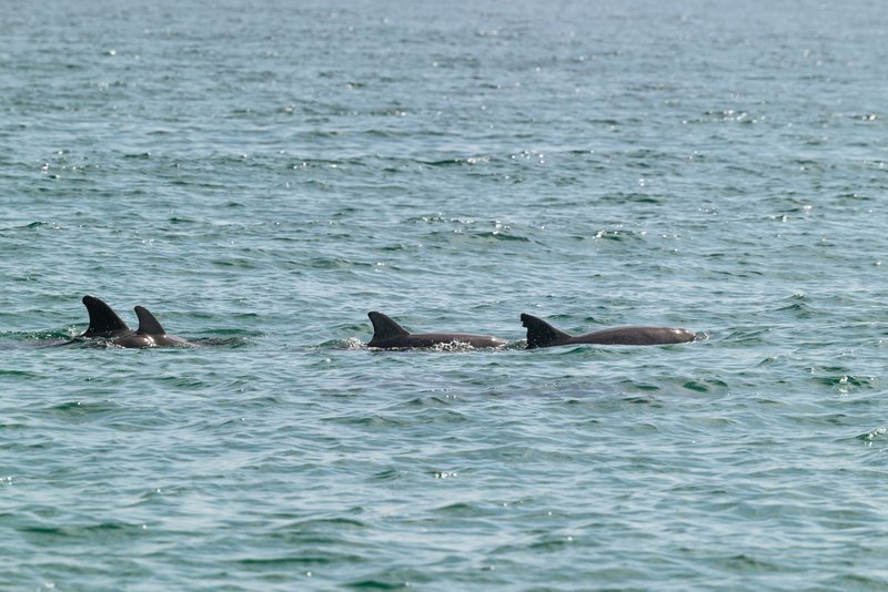 A serene scene of dolphins swimming in the open ocean under the clear day sky.