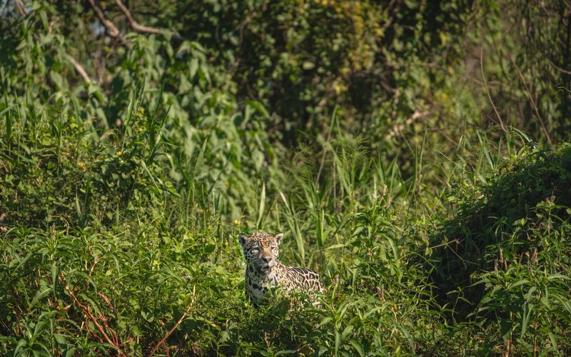 A jaguar camouflaged in lush greenery in Porto Jofre, Brazil, showcasing its natural habitat.
