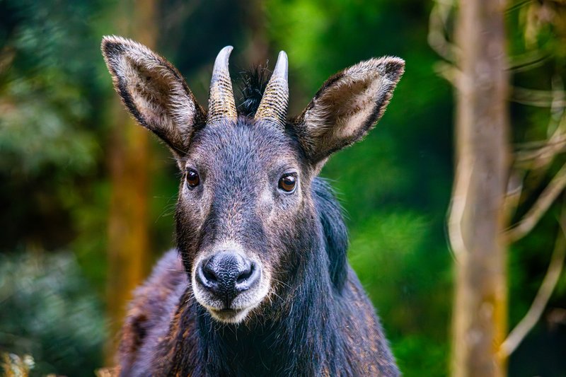 Portrait of a Himalayan Serow in Gangtok, Sikkim, India.