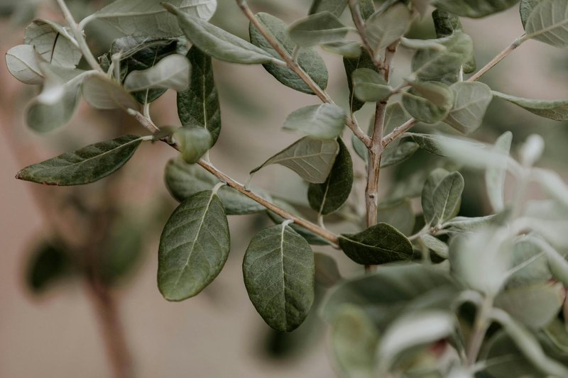 Detailed close-up of lush green foliage showcasing natural leaf textures and growth.