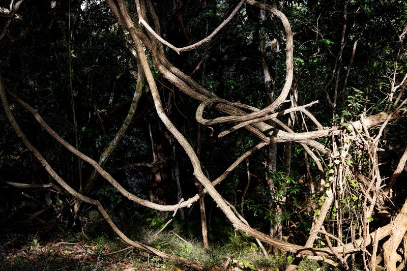 Intricate network of vines in dense forest, highlighting nature's complexity.