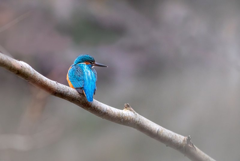 Beautiful kingfisher bird perched on a branch with a soft, blurred background.