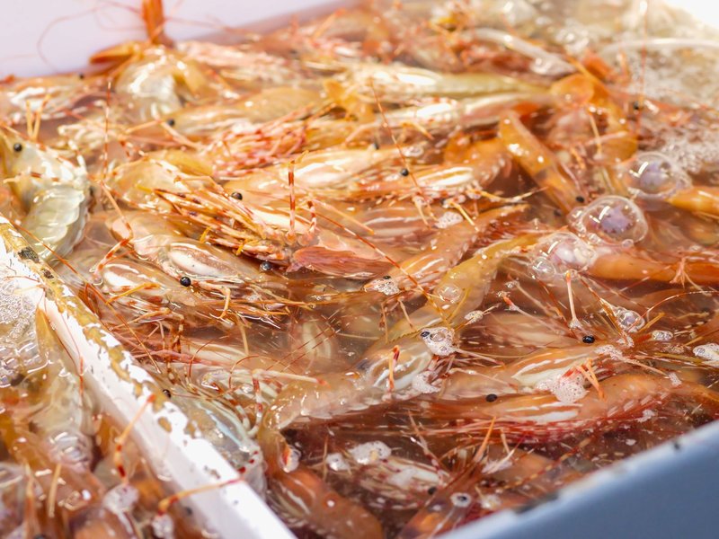 Close-up of fresh raw shrimps immersed in water, ready for seafood preparation.