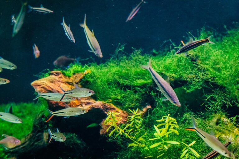Yellow Fish Types 14 Types of Yellow Fish (With Pictures & ID Guide) - Flora Fauna Fun