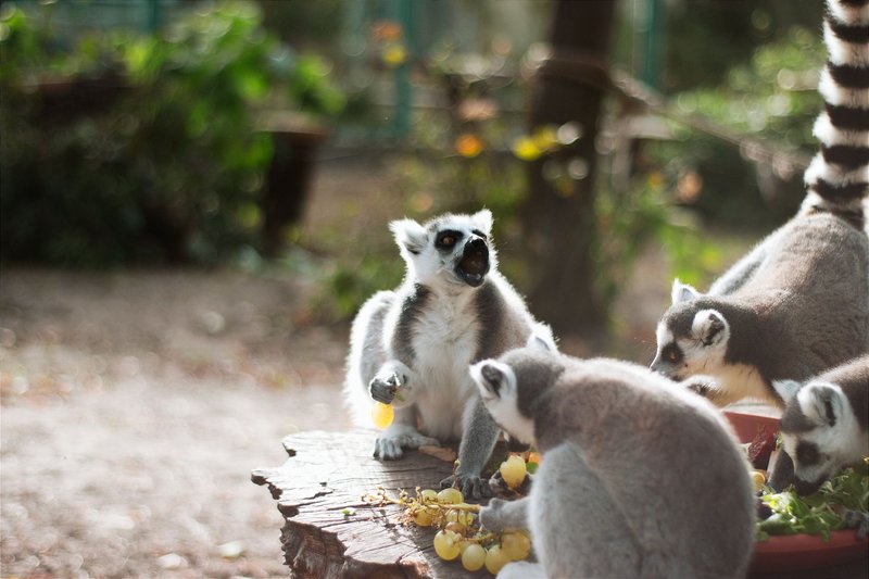 Playful lemurs enjoying grapes on a wooden table in a natural outdoor setting.