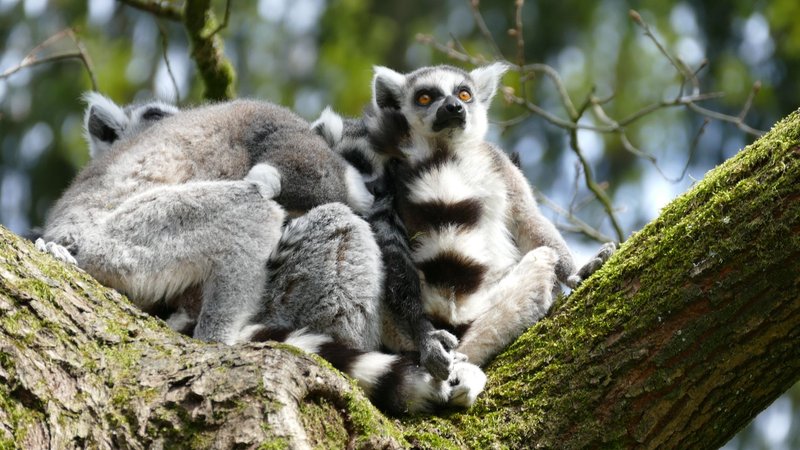 A group of ring-tailed lemurs relaxing on a tree branch in the wild.