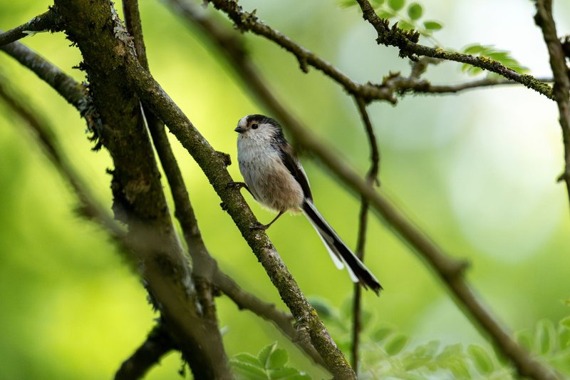 A long-tailed tit bird sitting on a tree branch with a vibrant green background.