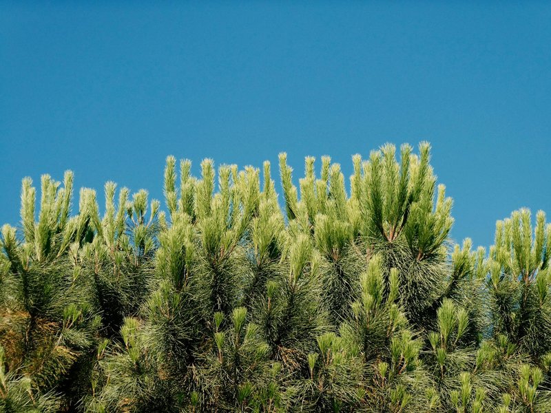 Vibrant green pine tree tops set against a clear blue summer sky, showcasing natural beauty.