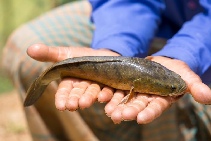 A person holding a fish outdoors, showcasing detailed scales and natural colors.