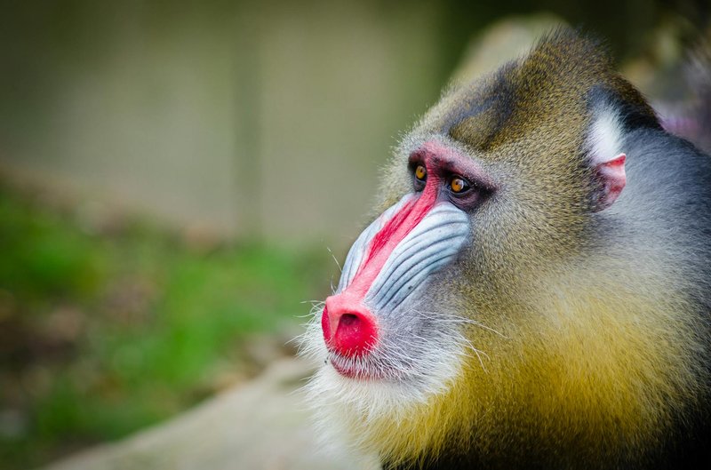 Stunning close-up of a colorful male mandrill in its natural habitat.