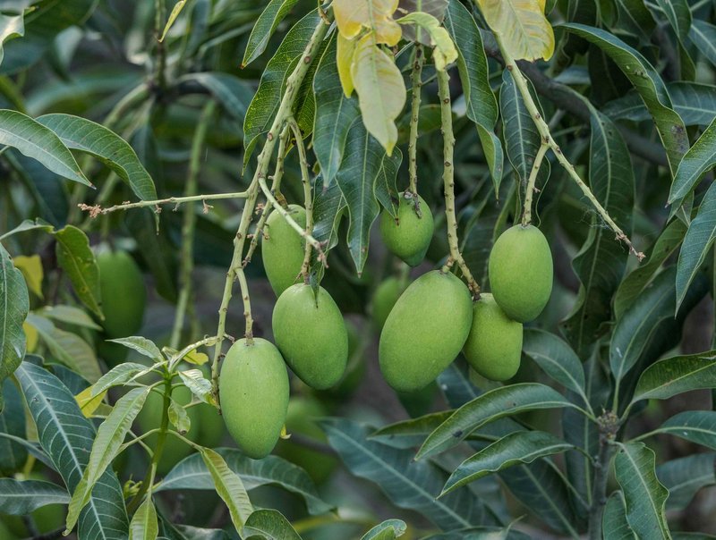 Fresh green mangoes hanging on tree branches, showcasing natural growth and lush foliage.