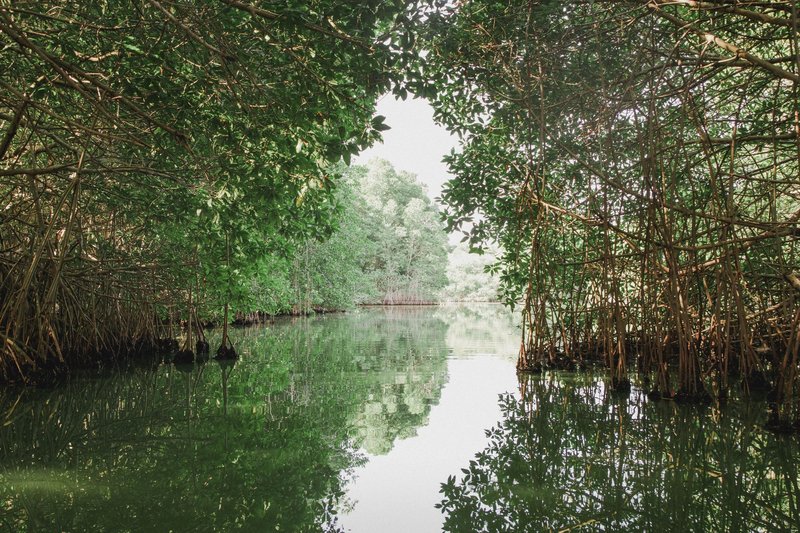Peaceful view of a tropical mangrove forest with lush greenery and water reflections.